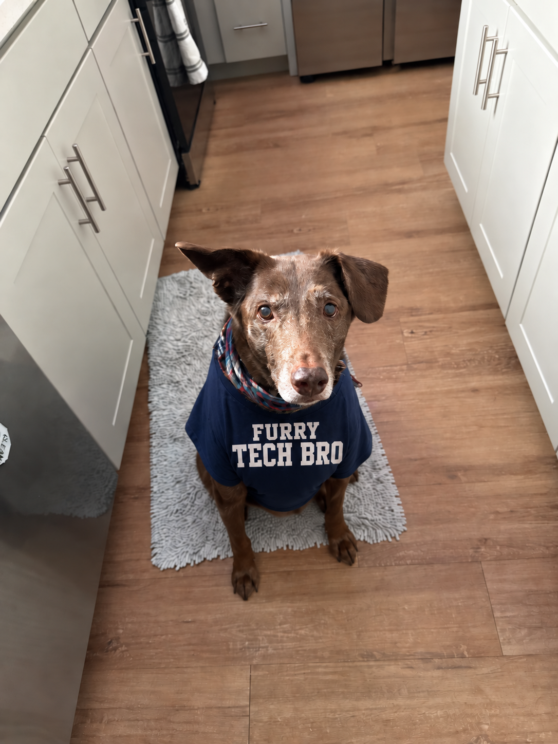 Dog wearing a navy FURRY TECH BRO shirt with off-white lettering